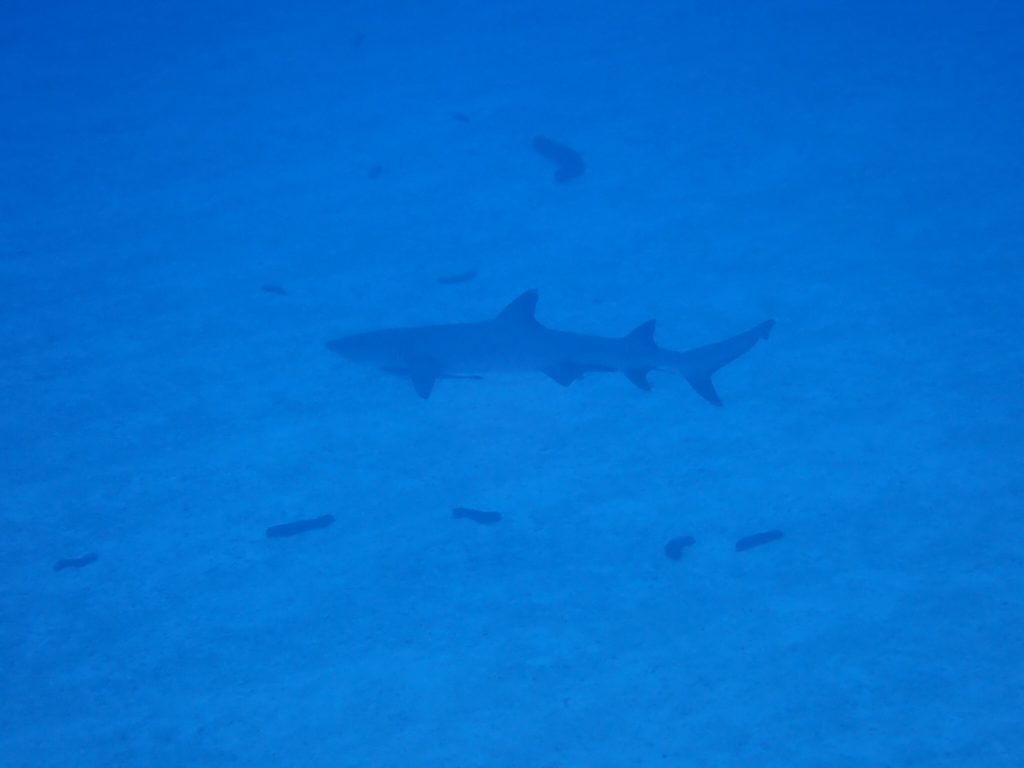 この画像には alt 属性が指定されておらず、ファイル名は 慶良間_191129_0013-1024x768.jpg です